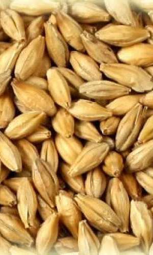 Venda de malte para cerveja Venda de malte para cerveja